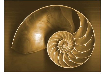 Nautilus, proporciones áureas